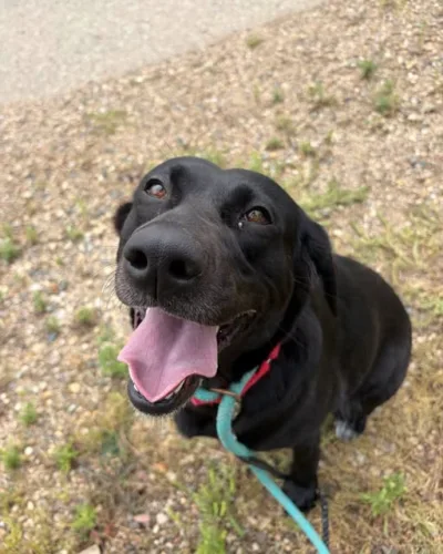 Souris Valley Animal Shelter to hold event on Saturday